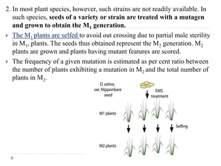 2. In most plant species, however, such strains are not readily available. In
such species, seeds of a variety or strain are treated with a mutagen
and grown to obtain the M1 generation.
 The M1 plants are selfed to avoid out crossing due to partial male sterility
in M1, plants. The seeds thus obtained represent the M2 generation. M2
plants are grown and plants having mutant features are scored.
 The frequency of a given mutation is estimated as per cent ratio between
the number of plants exhibiting a mutation in M2 and the total number of
plants in M2.
 