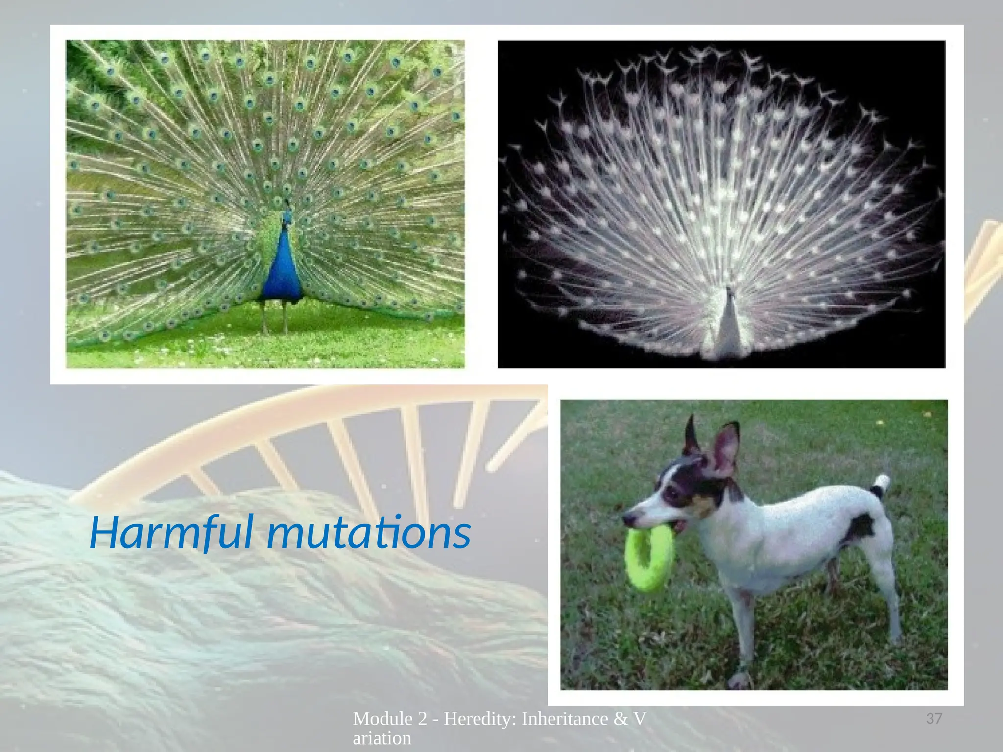 LECTURE PRESENTATION ON MUTATION FOR GRADE 10 SCIENCE | PPTX