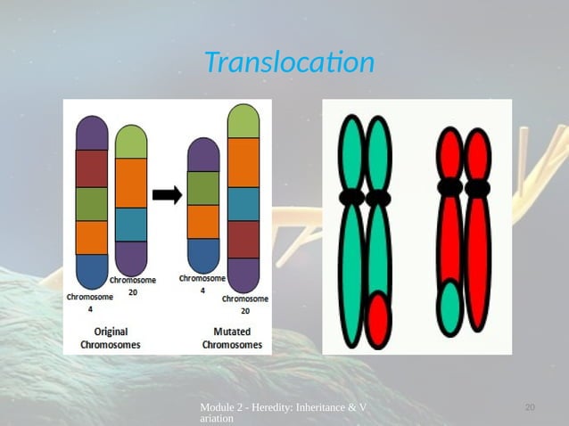 LECTURE PRESENTATION ON MUTATION FOR GRADE 10 SCIENCE | PPTX
