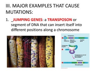 III. MAJOR EXAMPLES THAT CAUSE
MUTATIONS:
1. _JUMPING GENES: a TRANSPOSON or
   segment of DNA that can insert itself into
   different positions along a chromosome
 