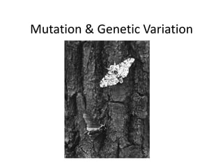 Mutation & Genetic Variation
 