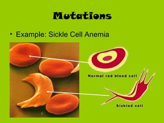 Mutations
• Example: Sickle Cell Anemia
 