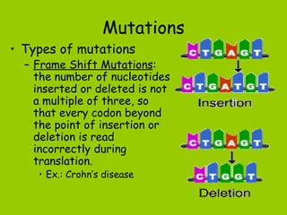 Mutations
• Types of mutations
  – Frame Shift Mutations:
    the number of nucleotides
    inserted or deleted is not
    a multiple of three, so
    that every codon beyond
    the point of insertion or
    deletion is read
    incorrectly during
    translation.
    • Ex.: Crohn’s disease
 
