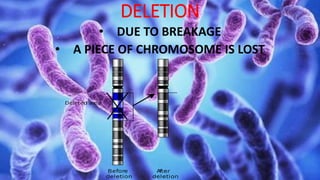 DELETION
• DUE TO BREAKAGE
• A PIECE OF CHROMOSOME IS LOST
 