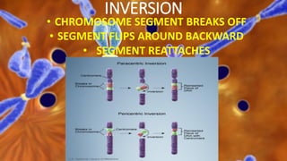 INVERSION
• CHROMOSOME SEGMENT BREAKS OFF
• SEGMENT FLIPS AROUND BACKWARD
• SEGMENT REATTACHES
 