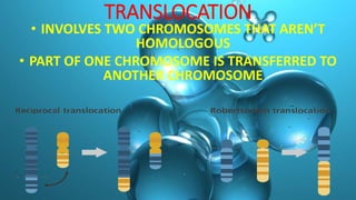 TRANSLOCATION
• INVOLVES TWO CHROMOSOMES THAT AREN’T
HOMOLOGOUS
• PART OF ONE CHROMOSOME IS TRANSFERRED TO
ANOTHER CHROMOSOME
 