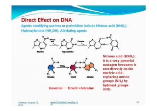 Direct Effect on DNA
Agents modifying purines or pyrimidine include Nitrous acid (HNO2),
Hydroxylamine (NH2OH), Alkylating agents
Guanine  Uracil =Adenine
Nitrous acid (HNO2):
it is a very powerful
mutagen becauses it
acts directly on the
nucleic acid,
replacing amino
groups (NH2) by
hydroxyl groups
(OH).
Tuesday, August 27,
2019
www.hbmahesh.weebly.co
m
26
 