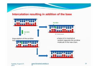 Intercalation resulting in addition of the base
Acridin
e
Acridin
e
x
X-Unknown
Base
Intercalation of the acridine
molecule
a base (x’) is inserted at
random opposite the acridine
molecule in the new chain.
Tuesday, August 27,
2019
www.hbmahesh.weebly.co
m
29
 