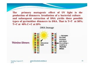 The primary mutagenic effect of UV light is the
production of dimmers. Irradiation of a bacterial culture
and subsequent extraction of DNA yields three possible
types of pyrimidine dimmers in DNA. That is T=T at 50%;
T=C at 40% C = C at 10%
Thimine Dimers
Tuesday, August 27,
2019
www.hbmahesh.weebly.co
m
33
 