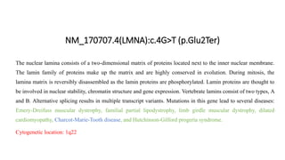 NM_170707.4(LMNA):c.4G>T (p.Glu2Ter)
The nuclear lamina consists of a two-dimensional matrix of proteins located next to the inner nuclear membrane.
The lamin family of proteins make up the matrix and are highly conserved in evolution. During mitosis, the
lamina matrix is reversibly disassembled as the lamin proteins are phosphorylated. Lamin proteins are thought to
be involved in nuclear stability, chromatin structure and gene expression. Vertebrate lamins consist of two types, A
and B. Alternative splicing results in multiple transcript variants. Mutations in this gene lead to several diseases:
Emery-Dreifuss muscular dystrophy, familial partial lipodystrophy, limb girdle muscular dystrophy, dilated
cardiomyopathy, Charcot-Marie-Tooth disease, and Hutchinson-Gilford progeria syndrome.
Cytogenetic location: 1q22
 