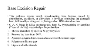 Base Excision Repair
• This pathway repairs small, non-distorting base lesions caused by
deamination, oxidation, or alkylation. It involves removing the damaged
base, followed by cutting and replacing a short DNA strand section.
• C ,A, G bases in DNA spontaneously form U, hypoxanthine or xanthine
(Thermal lability) respectively-- Depurination
1. They're identified by specific N- glycosylases
2. Remove the base from DNA
3. Apurinic- apyrimidinic endonuclease excise the abasic sugar
4. Polymerase fills the gap
5. Ligase nicks the strands
 