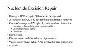 Nucleotide Excision Repair
• Damaged DNA of up to 30 bases can be repaired
• A stretch of DNA (24-32 bp) flanking the defect is removed
• Cause of damage — UV light- Pyrimidine dimer formation
• Smoking — benzo [a] pyrene –guanine adducts
• Chemotherapeutic agents
• Chemicals
• Exinuclease
• Disease associated- Xeroderma pigmentosum
• 9 proteins involved- XPA- XPG involved in recognition and
• excision
 