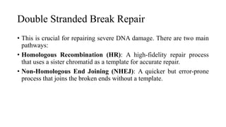 Double Stranded Break Repair
• This is crucial for repairing severe DNA damage. There are two main
pathways:
• Homologous Recombination (HR): A high-fidelity repair process
that uses a sister chromatid as a template for accurate repair.
• Non-Homologous End Joining (NHEJ): A quicker but error-prone
process that joins the broken ends without a template.
 