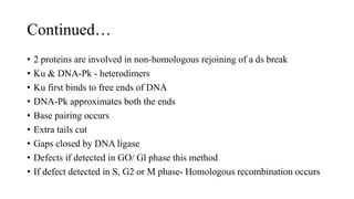 Continued…
• 2 proteins are involved in non-homologous rejoining of a ds break
• Ku & DNA-Pk - heterodimers
• Ku first binds to free ends of DNA
• DNA-Pk approximates both the ends
• Base pairing occurs
• Extra tails cut
• Gaps closed by DNA ligase
• Defects if detected in GO/ Gl phase this method
• If defect detected in S, G2 or M phase- Homologous recombination occurs
 