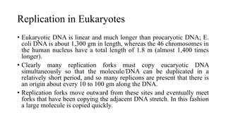 Replication in Eukaryotes
• Eukaryotic DNA is linear and much longer than procaryotic DNA; E.
coli DNA is about 1,300 gm in length, whereas the 46 chromosomes in
the human nucleus have a total length of 1.8 m (almost 1,400 times
longer).
• Clearly many replication forks must copy eucaryotic DNA
simultaneously so that the molecule/DNA can be duplicated in a
relatively short period, and so many replicons are present that there is
an origin about every 10 to 100 gm along the DNA.
• Replication forks move outward from these sites and eventually meet
forks that have been copying the adjacent DNA stretch. In this fashion
a large molecule is copied quickly.
 