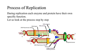 Process of Replication
During replication each enzyme and protein have their own
specific function.
Let us look at the process step by step
 