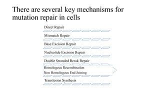 There are several key mechanisms for
mutation repair in cells
Direct Repair
Mismatch Repair
Base Excision Repair
Nucleotide Excision Repair
Double Stranded Break Repair
Homologous Recombination
Non Homologous End Joining
Translesion Synthesis
 