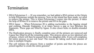 Termination
• DNA Polymerase I — If you remember, we had added a RNA primer at the Origin
to help Polymerase initiate the process. Now as the strand has been made, we need
to remove the primer. This is when Polymerase I comes into the picture. It takes
the help of RNase H to remove the primer and fill in the gaps.
• DNA ligase — When Polymerase Ill is adding nucleotides to the lagging strand
and creating Okazaki fragments, it at times leaves a gap or two between the
fragments. These gaps are filled by ligase. It also closes nicks in double-stranded
DNA.
• The Replication process is finally complete once all the primers are removed and
Ligase has filled in all the remaining gaps. This process gives us two identical sets
of genes, which will then be passed on to two daughter cells. Every cell completes
the entire process in just one hour! The reason for taking such short amount of
time is multiple Origins.
• The cell initiates the process from a number of points and then the pieces are
joined together to create the entire genome!'
 