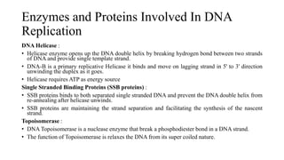 Enzymes and Proteins Involved In DNA
Replication
DNA Helicase :
• Helicase enzyme opens up the DNA double helix by breaking hydrogen bond between two strands
of DNA and provide single template strand.
• DNA-B is a primary replicative Helicase it binds and move on lagging strand in 5' to 3' direction
unwinding the duplex as it goes.
• Helicase requires ATP as energy source
Single Stranded Binding Proteins (SSB proteins) :
• SSB proteins binds to both separated single stranded DNA and prevent the DNA double helix from
re-annealing after helicase unwinds.
• SSB proteins are maintaining the strand separation and facilitating the synthesis of the nascent
strand.
Topoisomerase :
• DNA Topoisomerase is a nuclease enzyme that break a phosphodiester bond in a DNA strand.
• The function of Topoisomerase is relaxes the DNA from its super coiled nature.
 