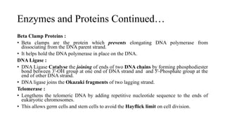 Enzymes and Proteins Continued…
Beta Clamp Proteins :
• Beta clamps are the protein which prevents elongating DNA polymerase from
dissociating from the DNA parent strand.
• It helps hold the DNA polymerase in place on the DNA.
DNA Ligase :
• DNA Ligase Catalyse the joining of ends of two DNA chains by forming phosphodiester
bond between 3'-OH group at one end of DNA strand and and 5'-Phosphate group at the
end of other DNA strand.
• DNA ligase joins the Okazaki fragments of two lagging strand.
Telomerase :
• Lengthens the telomeric DNA by adding repetitive nucleotide sequence to the ends of
eukaryotic chromosomes.
• This allows germ cells and stem cells to avoid the Hayflick limit on cell division.
 