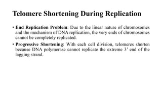 Telomere Shortening During Replication
• End Replication Problem: Due to the linear nature of chromosomes
and the mechanism of DNA replication, the very ends of chromosomes
cannot be completely replicated.
• Progressive Shortening: With each cell division, telomeres shorten
because DNA polymerase cannot replicate the extreme 3’ end of the
lagging strand.
 