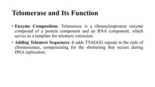 Telomerase and Its Function
• Enzyme Composition: Telomerase is a ribonucleoprotein enzyme
composed of a protein component and an RNA component, which
serves as a template for telomere extension.
• Adding Telomere Sequences: It adds TTAGGG repeats to the ends of
chromosomes, compensating for the shortening that occurs during
DNA replication.
 