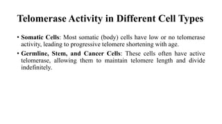 Telomerase Activity in Different Cell Types
• Somatic Cells: Most somatic (body) cells have low or no telomerase
activity, leading to progressive telomere shortening with age.
• Germline, Stem, and Cancer Cells: These cells often have active
telomerase, allowing them to maintain telomere length and divide
indefinitely.
 