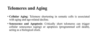 Telomeres and Aging
• Cellular Aging: Telomere shortening in somatic cells is associated
with aging and age-related decline.
• Senescence and Apoptosis: Critically short telomeres can trigger
cellular senescence (aging) or apoptosis (programmed cell death),
acting as a biological clock.
 