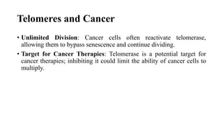 Telomeres and Cancer
• Unlimited Division: Cancer cells often reactivate telomerase,
allowing them to bypass senescence and continue dividing.
• Target for Cancer Therapies: Telomerase is a potential target for
cancer therapies; inhibiting it could limit the ability of cancer cells to
multiply.
 