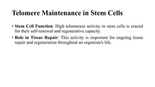 Telomere Maintenance in Stem Cells
• Stem Cell Function: High telomerase activity in stem cells is crucial
for their self-renewal and regenerative capacity.
• Role in Tissue Repair: This activity is important for ongoing tissue
repair and regeneration throughout an organism's life.
 