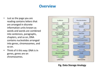 Overview
• Just as the page you are
reading contains letters that
are arranged in discrete
information units known as
words and words are combined
into sentences, paragraphs,
chapters, and so on, DNA
contains nucleotides arranged
into genes, chromosomes, and
so on.
• Think of it this way: DNA is in
genes, genes are on
chromosomes.
Fig. Data Storage Analogy
 