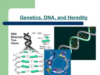 Genetics, DNA, and Heredity 
