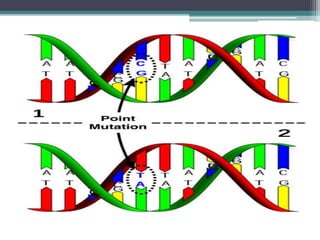 Mutations | PPTX