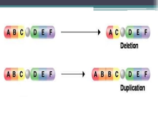 Replication Slippage
• It is actually a error in the DNA due to which short
sequences are repeated in the chromosomes.
• D...