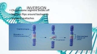 INVERSION• Chromosome segment breaks off
• Segment flips around backwards
• Segment reattaches
 