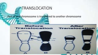 TRANSLOCATION
Part of one chromosome is transferred to another chromosome
 