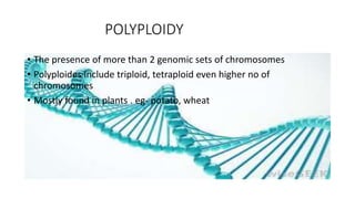 POLYPLOIDY
• The presence of more than 2 genomic sets of chromosomes
• Polyploides include triploid, tetraploid even higher no of
chromosomes
• Mostly found in plants . eg- potato, wheat
 