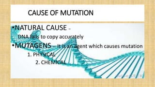 CAUSE OF MUTATION
•NATURAL CAUSE –
DNA fails to copy accurately
•MUTAGENS – It is an agent which causes mutation
1. PHYSICAL
2. CHEMICAL
 