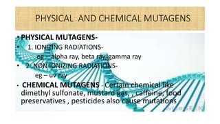 PHYSICAL AND CHEMICAL MUTAGENS
• PHYSICAL MUTAGENS-
• 1. IONIZING RADIATIONS-
eg - alpha ray, beta ray, gamma ray
• 2 .NON IONIZING RADIATIONS-
eg – uv ray
• CHEMICAL MUTAGENS - Certain chemical like
dimethyl sulfonate, mustard gas, , caffeine, food
preservatives , pesticides also cause mutations
 