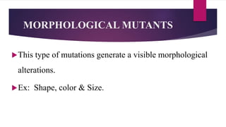 MORPHOLOGICAL MUTANTS
This type of mutations generate a visible morphological
alterations.
Ex: Shape, color & Size.
 