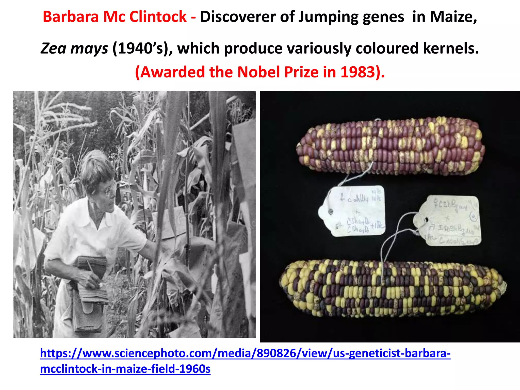 Barbara Mc Clintock - Discoverer of Jumping genes in Maize,
Zea mays (1940’s), which produce variously coloured kernels.
(Awarded the Nobel Prize in 1983).
https://www.sciencephoto.com/media/890826/view/us-geneticist-barbara-
mcclintock-in-maize-field-1960s
 