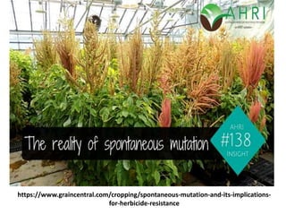 https://www.graincentral.com/cropping/spontaneous-mutation-and-its-implications-
for-herbicide-resistance
 