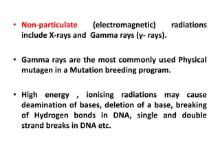 • Non-particulate (electromagnetic) radiations
include X-rays and Gamma rays (γ- rays).
• Gamma rays are the most commonly used Physical
mutagen in a Mutation breeding program.
• High energy , ionising radiations may cause
deamination of bases, deletion of a base, breaking
of Hydrogen bonds in DNA, single and double
strand breaks in DNA etc.
 