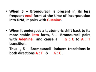 • When 5 – Bromouracil is present in its less
frequent enol form at the time of incorporation
into DNA, it pairs with Guanine.
• When it undergoes a tautomeric shift back to its
more stable keto form, 5 - Bromouracil pairs
with Adenine and cause a G : C to A : T
transition.
Thus , 5 - Bromouracil induces transitions in
both directions A : T & G : C .
 