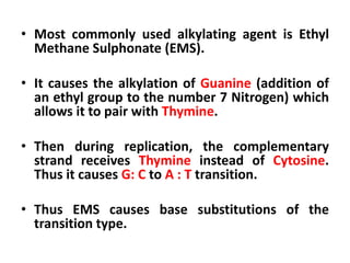 • Most commonly used alkylating agent is Ethyl
Methane Sulphonate (EMS).
• It causes the alkylation of Guanine (addition of
an ethyl group to the number 7 Nitrogen) which
allows it to pair with Thymine.
• Then during replication, the complementary
strand receives Thymine instead of Cytosine.
Thus it causes G: C to A : T transition.
• Thus EMS causes base substitutions of the
transition type.
 