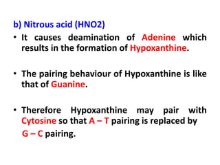 b) Nitrous acid (HNO2)
• It causes deamination of Adenine which
results in the formation of Hypoxanthine.
• The pairing behaviour of Hypoxanthine is like
that of Guanine.
• Therefore Hypoxanthine may pair with
Cytosine so that A – T pairing is replaced by
G – C pairing.
 