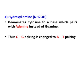 c) Hydroxyl amine (NH2OH)
• Deaminates Cytosine to a base which pairs
with Adenine instead of Guanine.
• Thus C – G pairing is changed to A - T pairing.
 