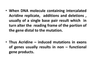 • When DNA molecule containing intercalated
Acridine replicate, additions and deletions ,
usually of a single base pair result which in
turn alter the reading frame of the portion of
the gene distal to the mutation.
• Thus Acridine – induced mutations in exons
of genes usually results in non – functional
gene products.
 