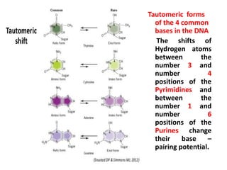 Tautomeric forms
of the 4 common
bases in the DNA
The shifts of
Hydrogen atoms
between the
number 3 and
number 4
positions of the
Pyrimidines and
between the
number 1 and
number 6
positions of the
Purines change
their base –
pairing potential.
 