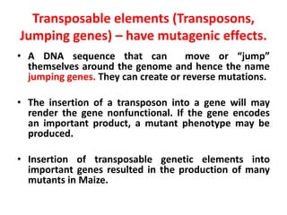 Transposable elements (Transposons,
Jumping genes) – have mutagenic effects.
• A DNA sequence that can move or “jump”
themselves around the genome and hence the name
jumping genes. They can create or reverse mutations.
• The insertion of a transposon into a gene will may
render the gene nonfunctional. If the gene encodes
an important product, a mutant phenotype may be
produced.
• Insertion of transposable genetic elements into
important genes resulted in the production of many
mutants in Maize.
 